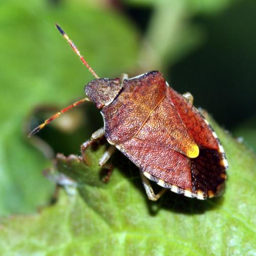Réf. 33 658 : Peribalus strictus vernalis