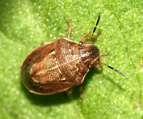 Réf. 33 915 : Neottiglossa pusilla