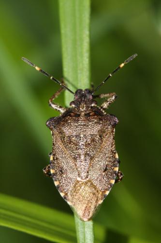 Réf. 33 829 : Troilus luridus