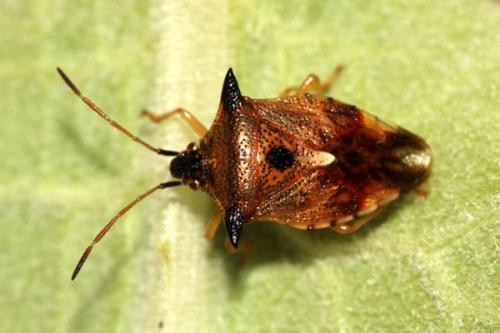 Elasmucha ferrugata
