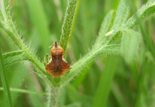 Phymata crassipes