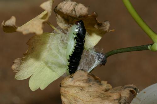 Lamprotes c-aureum