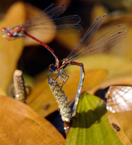 Pyrrhosoma nymphula