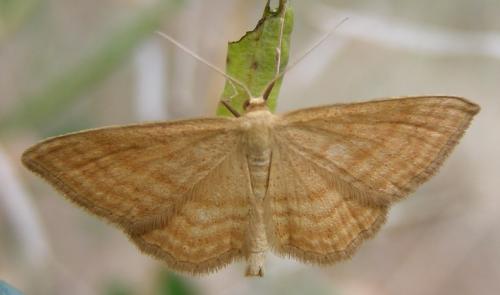 Réf. 33 856 : Idaea ochrata