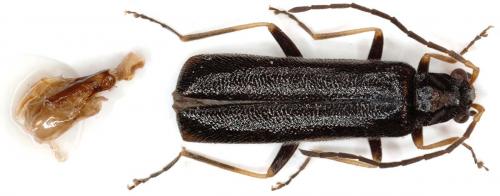 Réf. 33 242 : Rhagonycha gallica