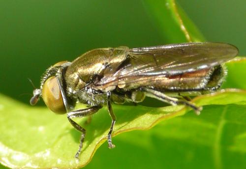 Riponnensia splendens