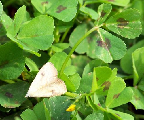 Rivula sericealis