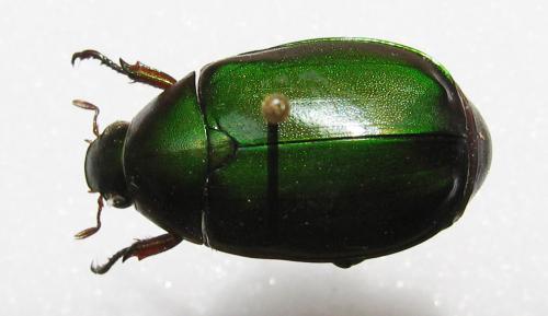 Anomala sp.