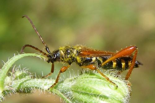 Stenopterus rufus