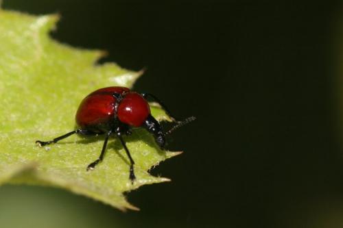 Attelabus nitens