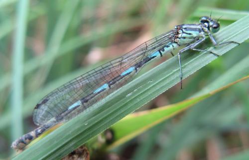 Réf. 33 263 : Coenagrion pulchellum
