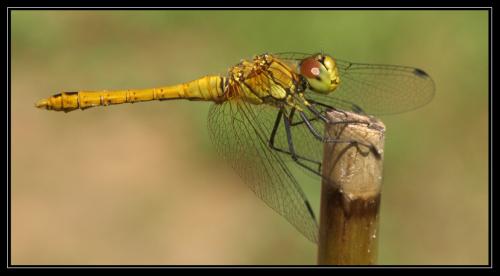 Sympetrum sanguineum