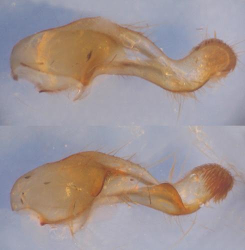 Réf. 33 117 : Conisania luteago