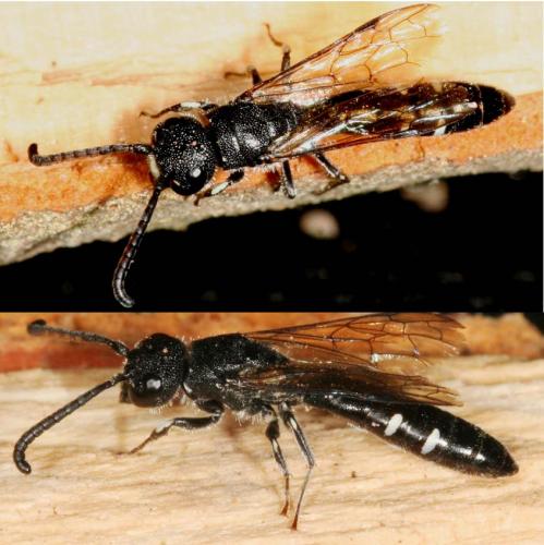 Réf. 33 465 : Sapyga quinquepunctata