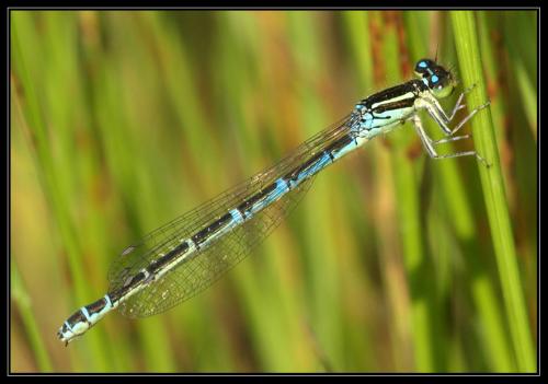 Réf. 33 617 : Coenagrion scitulum