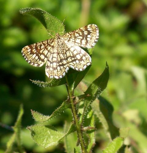 Chiasmia clathrata