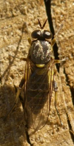 Réf. 33 487 : Solva marginata