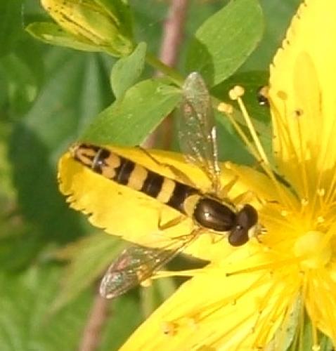 Sphaerophoria scripta