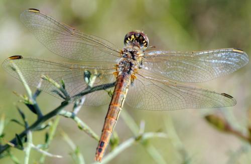 Sympetrum fonscolombii