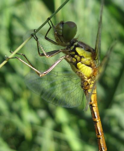Sympetrum striolatum