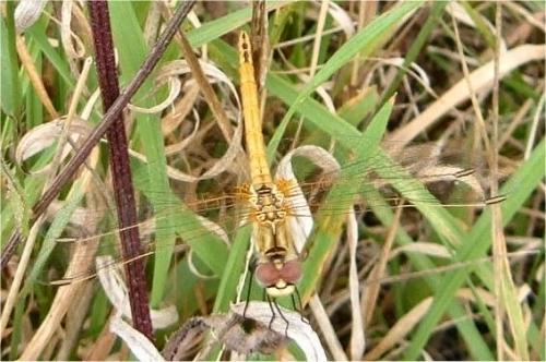 Sympetrum fonscolombii