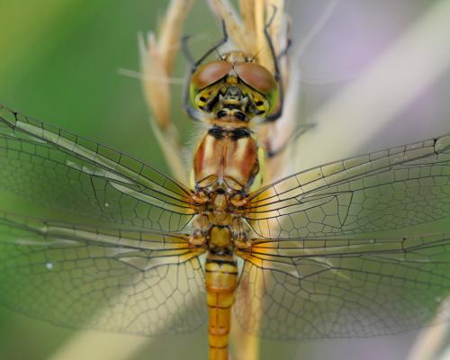Réf. 33 458 : Sympetrum striolatum