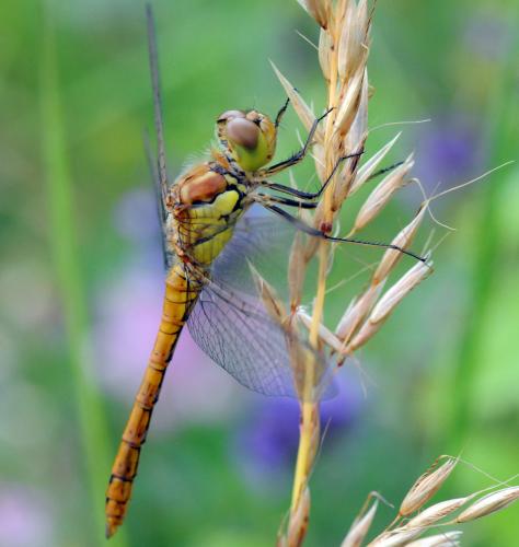 Sympetrum striolatum