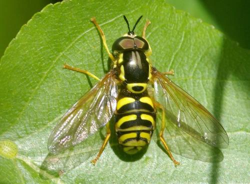 Réf. 33 545 : Chrysotoxum elegans
