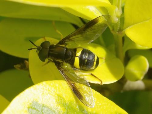 Chrysotoxum bicinctum
