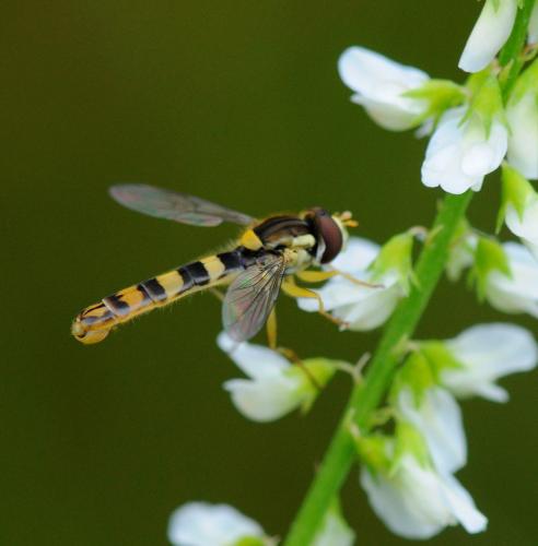 Sphaerophoria scripta