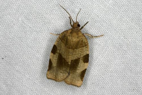 Choristoneura hebenstreitella