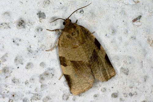Choristoneura hebenstreitella