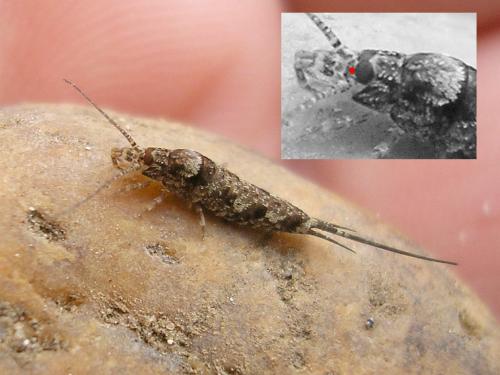 Réf. 33 799 : Trigoniophthalmus alternatus