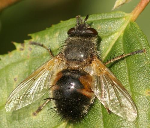 Réf. 33 846 : Tachina lurida