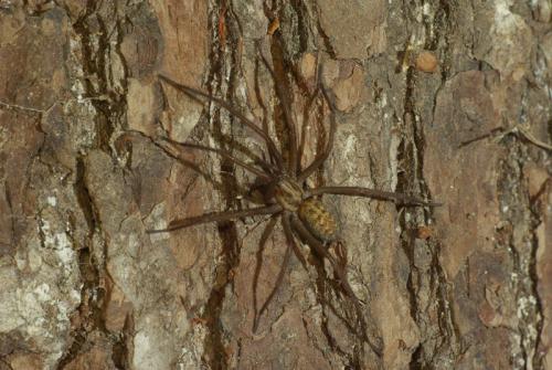 Tegenaria sp.