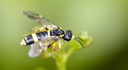Réf. 33 324 : Zonuledo sp.