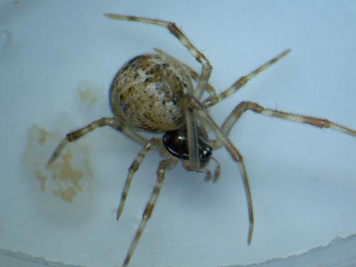 Parasteatoda sp.