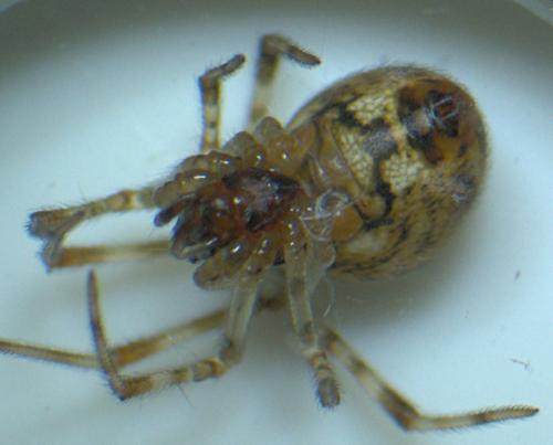 Parasteatoda sp.