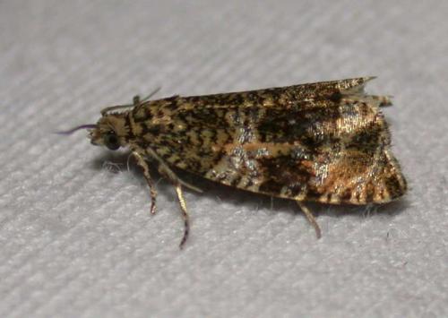 Celypha lacunana