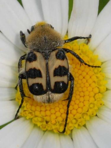 Réf. 33 237 : Trichius sp.