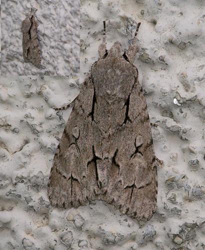 Réf. 33 835 : Acronicta sp.