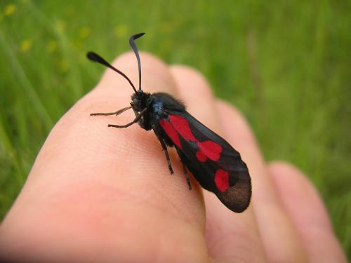 Zygaena trifolii