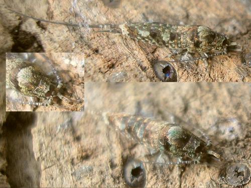 Réf. 33 803 : Trigoniophthalmus alternatus