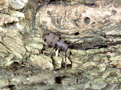 Réf. 33 888 : Herophila tristis