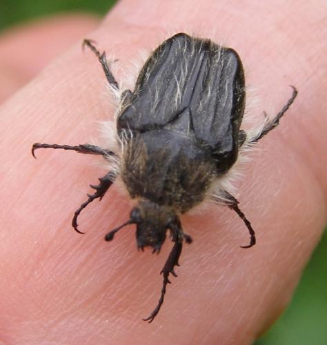 Tropinota squalida