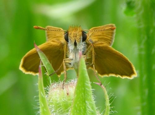 Thymelicus sylvestris