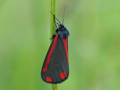Tyria jacobaeae