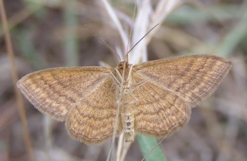 Réf. 33 855 : Idaea ochrata