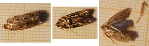 Réf. 33 690 : Hofmannophila pseudospretella