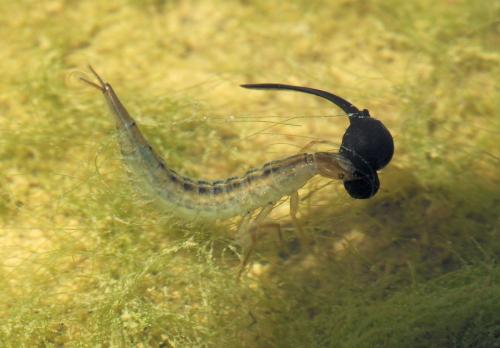 Dytiscus sp.